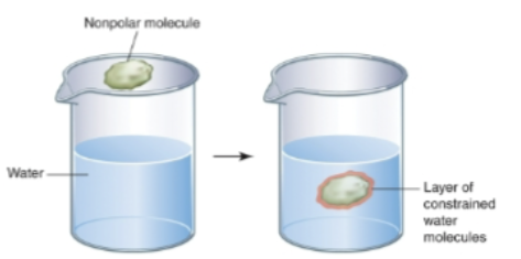 <p>Relate the solubility of substances to the hydrophobic effect: <strong>The hydrophobic effect REDDUCES the solubility of NONPOLAR molecules because water prefers to hydrogen-bond with itself rather than organize around substances it cannot interact with</strong>.</p><p>A molecule which lacks polar groups, is relatively insoluble in water and is said to be hydrophobic (water-fearing). Although pure hydrophobic molecules are rare in biological systems, many biological molecules contain hydrocarbon-like <strong>portions </strong>that are insoluble in water. Molecules with polar OR charged groups are said to be hydrophilic (water-loving).</p><p>When a nonpolar substance is added to water, it does not dissolve but <strong>forms a separate phase</strong>. In order for the water and oil to mix, F<strong>REE ENERGY must be ADDED to the system. ENTROPIC EFFORT.</strong></p><p>“interact with hydrophobic molecule, can’t move” => Water does not interact well with hydrophobic molecules, so they can’t move or dissolve. “interact” => Hydrophobic molecules are nonpolar, so they cannot form H bonds with water, cannot form dipole-dipole interaction (between polar molecules) with water, only have VERY weak van der waals forces (LDFs!) (BTW! LDF exist between all molecules, meaning they DO occur between a polar molecule and a nonpolar molecule!).</p><p><strong>Nonpolar molecules DO NOT DISPERSE in water OR become individually hydrated</strong>. INSTEAD, they are forced together, away from contact with water molecules!! The exclusion of nonpolar substances from an aqueous solution is known as the <strong>HYDROPHOBIC EFFECT</strong>. </p>