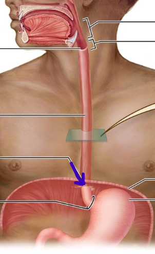 <p>passes through diaphragm</p>