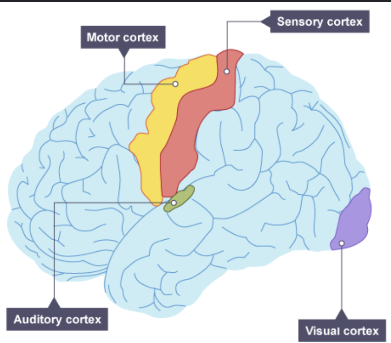 <p><strong><u>temporal lobes</u></strong></p><ul><li><p><strong>auditory info you receive —> auditory cortex in temporal lobes</strong></p></li><li><p><strong>auditory info travels a circuitous route from one ear —> auditory receiving area above opposite ear</strong></p><ul><li><p>if stimulated in auditory cortex, you might hear a sound</p><ul><li><p>tinnitus in one ear is associated w/ activity in temporal lobe on brain’s opposite side</p></li><li><p>fMRI scans of people with schizophrenia has active auditory areas in temporal lobes</p></li></ul></li></ul></li></ul><p></p>