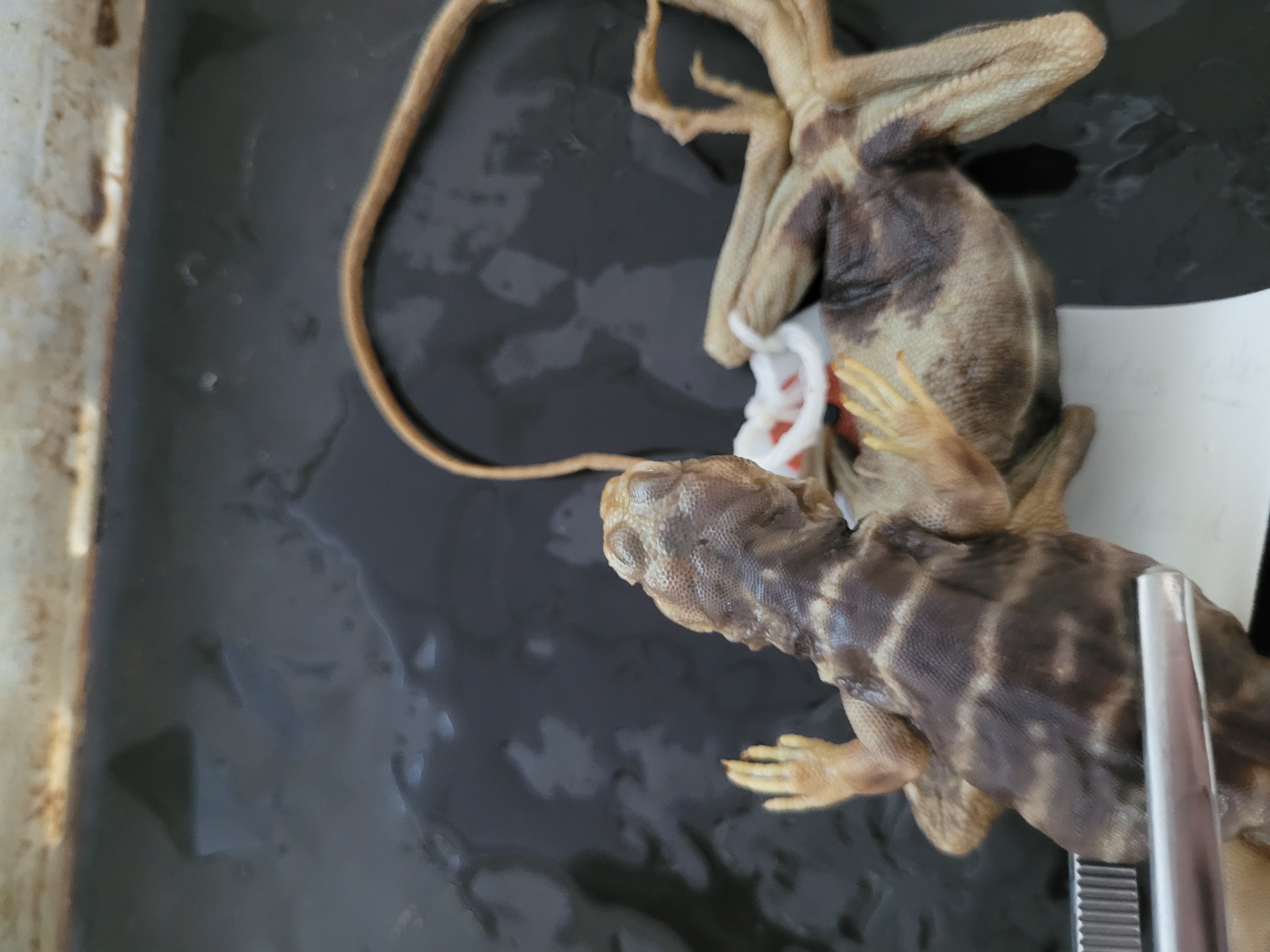 <p>What species is this</p>