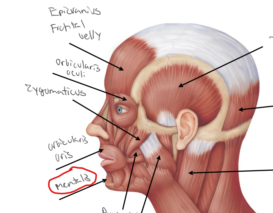 <p>What is the site of insertion for <strong><u>mentalis</u></strong>?</p>