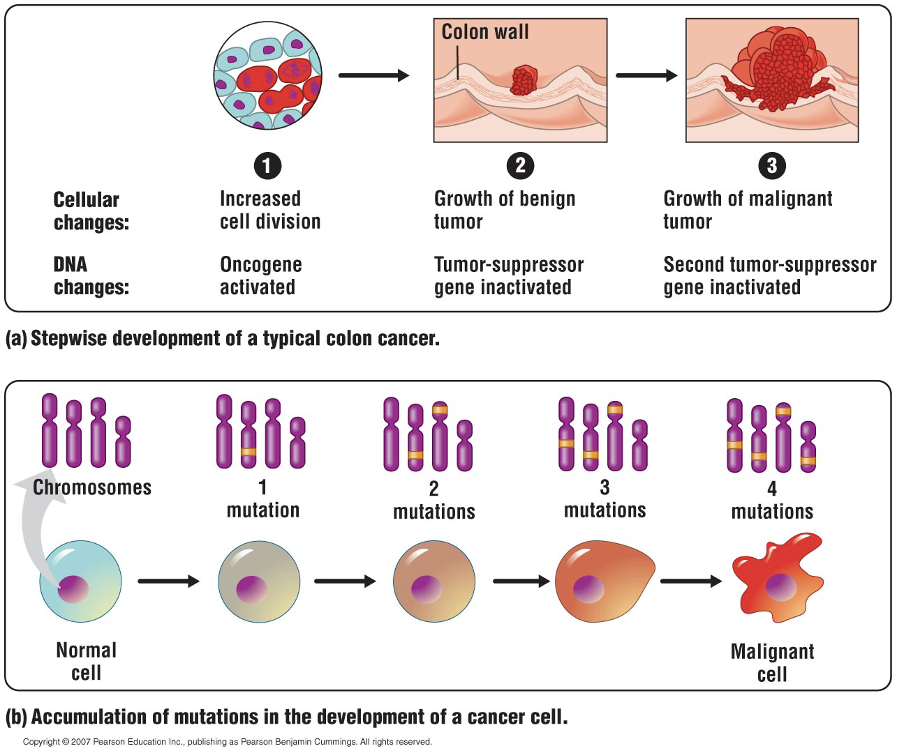 <p>•Multiple mutations (4+) are required to develop cancer</p><p>•Takes years to accumulate these mutations</p>