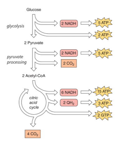 <p>pyruvates processing (2 CO<sub>2</sub> are released from the 2 pyruvate) and 4 CO<sub>2</sub> are released throughout - In the context of the Citric Acid Cycle, Succinate Dehydrogenase (Complex II) reduces Coenzyme Q to QH<sub>2</sub> using electrons from FADH<sub>2 </sub>which is why QH<sub>2</sub> = FAHD<sub>2</sub> </p>