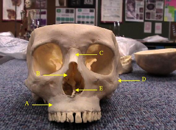 <p>Identify bone labelled A. </p>