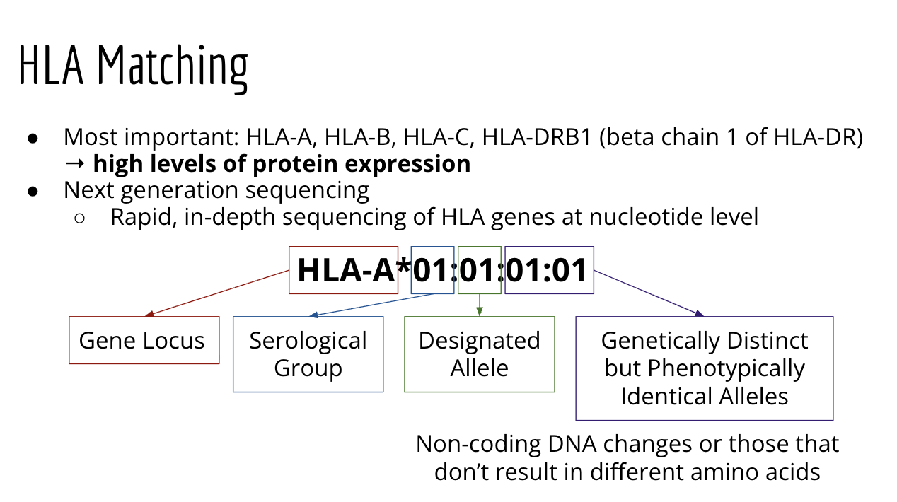 <p>Most important = <span style="background-color: transparent; font-family: "Open Sans", sans-serif;">HLA-A, HLA-B, HLA-C, HLA-DRB1 (Beta cahin 1 of HLA-DR)</span></p><ol><li><p>rapid in depth sequencing of HLA genes at nucletide level</p></li><li><p>hla genes with similar reactivity to certen sera were grouped </p></li><li><p>Genetically dsing area </p><ol><li><p>they are genetically distinct but phenotypically identical alleles</p><ol><li><p>noncoding dna changes or those that dont result in differnt amino acids </p></li></ol></li></ol></li></ol><p></p>