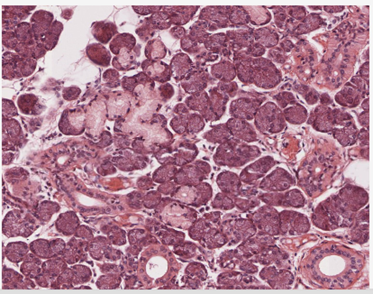 <p>Identify the organ</p>