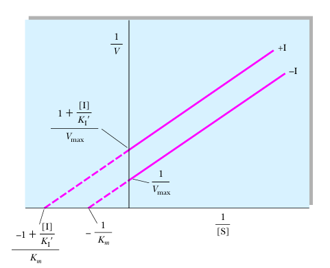 <p>uncompetitive inhibition</p>