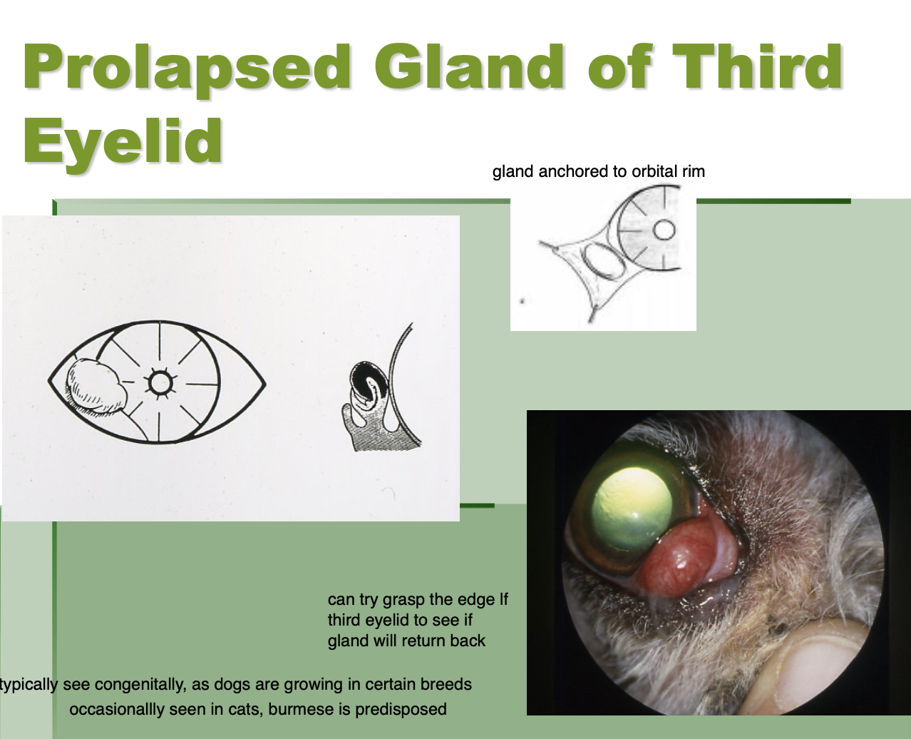 <p>Seen in younger animals (certain dog breeds, burmese cats)</p><p>Base of the gland prolapses externally.</p>