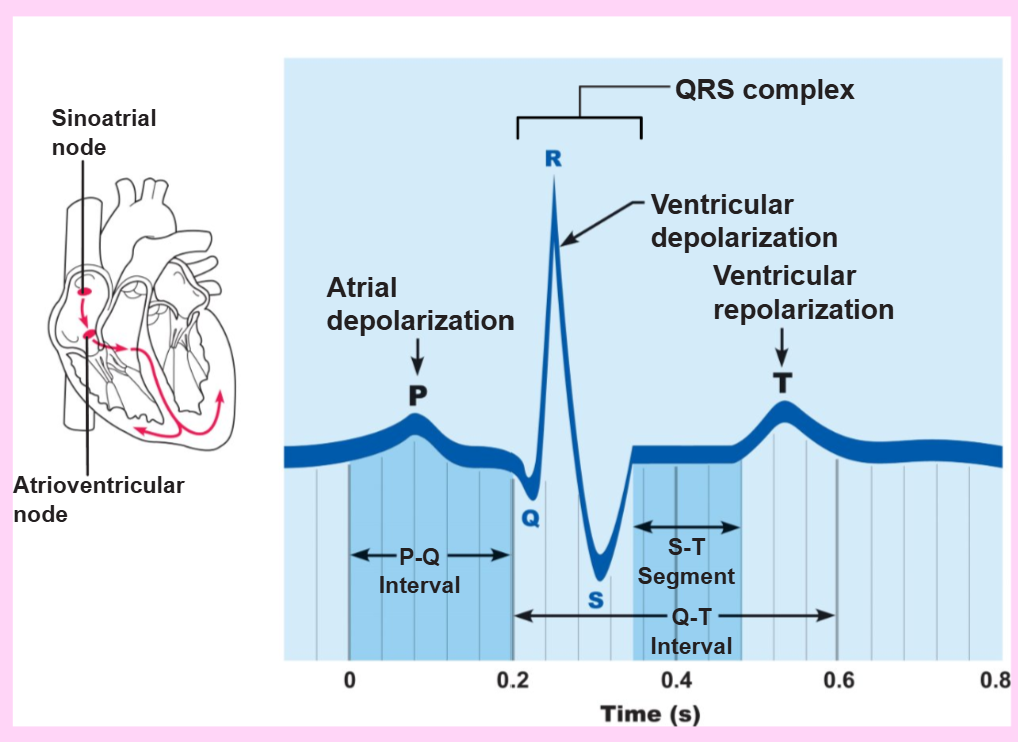 <p>define electrocardiogram (ECG or EKG)</p>