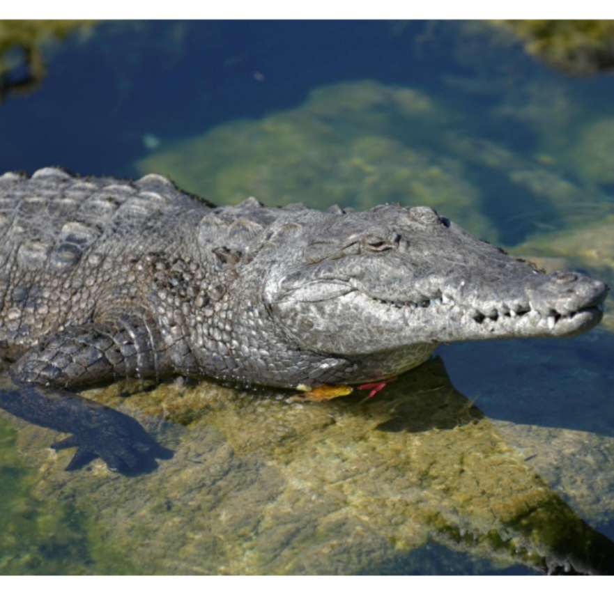 <p>name this animal</p>