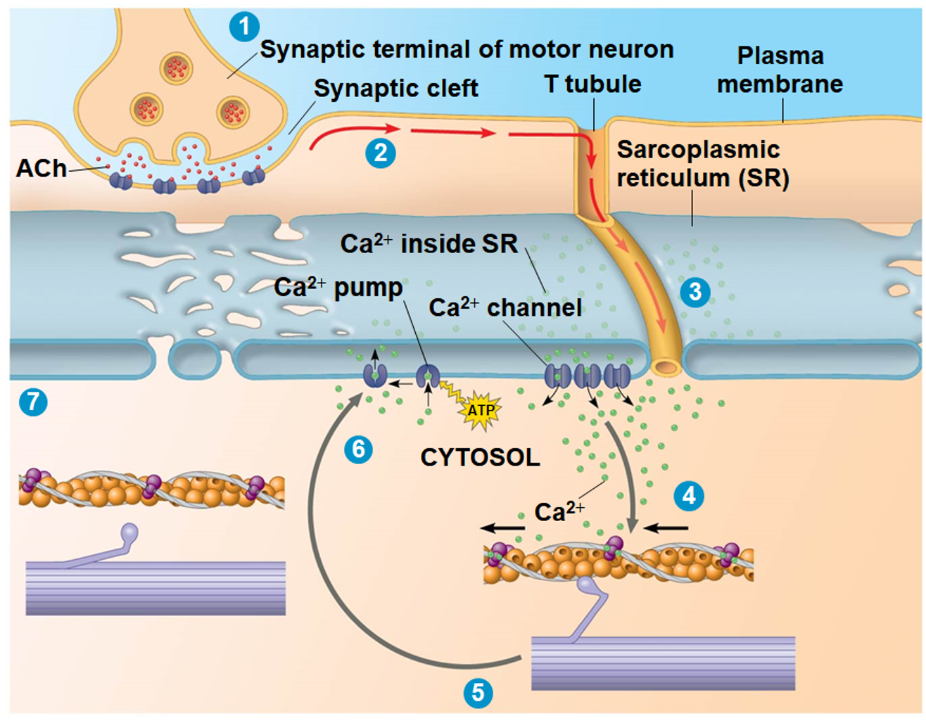 <p>Steps of Muscle Contraction (8)</p>