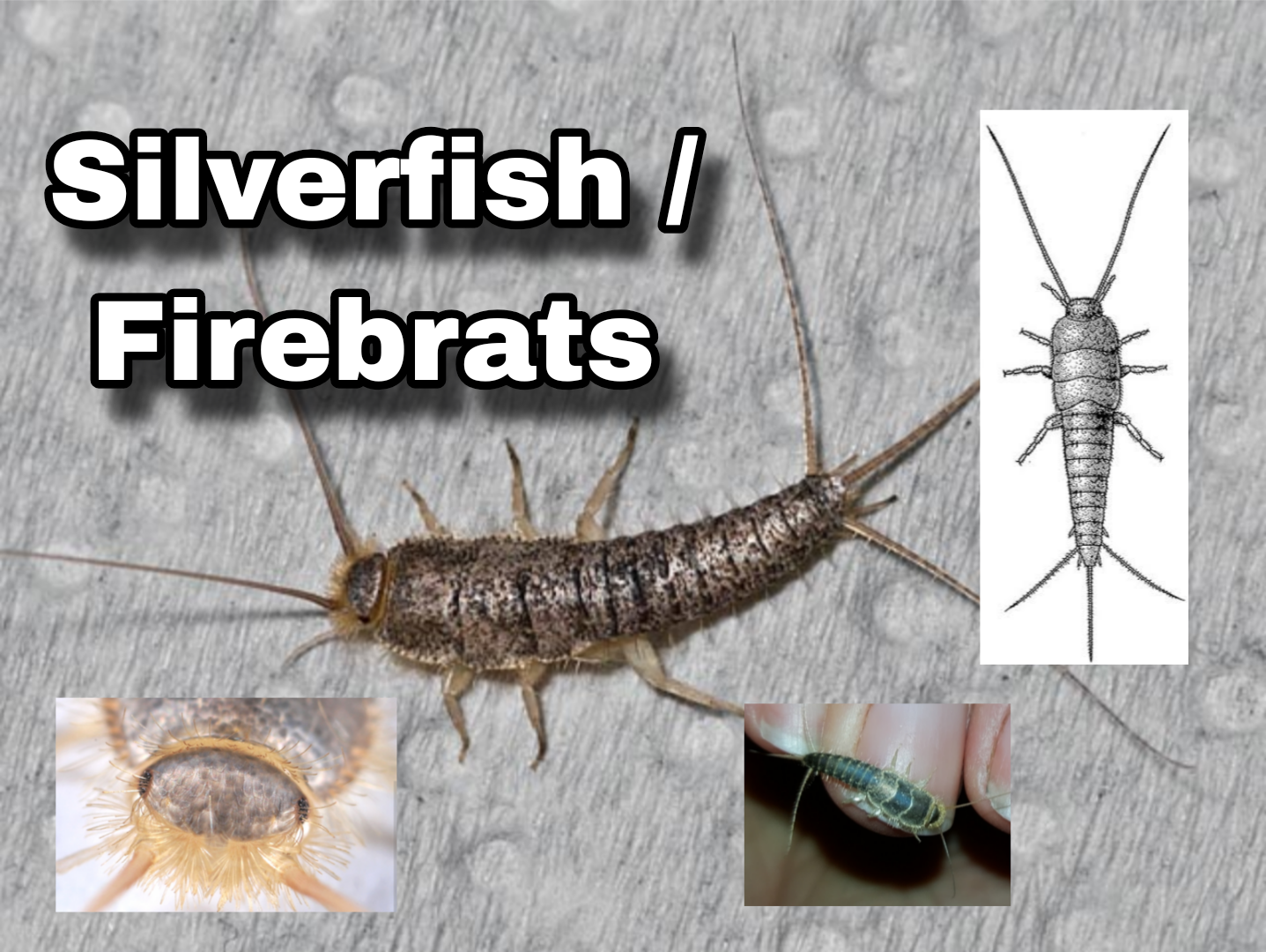<p>Silverfish and Firebrats</p>