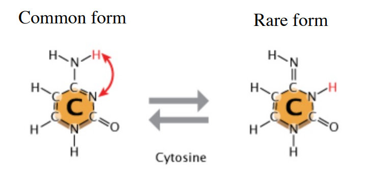 <p></p><ol><li><p>Tautomerisation can occur, where a cytosine molecule switches to a rare tautomer. This different kind of cytosine bonds to Adenine instead of Guanine. (Goes from 3 H-bonds to 2). This causes a GC > AT mutation.</p></li></ol><p></p>