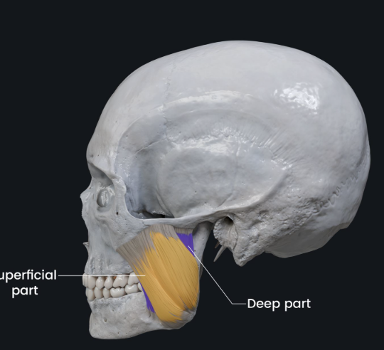 <p>What two bony landmarks help identify the masseter?</p>