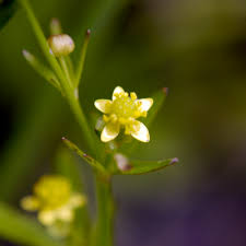 <p><strong>(<em>Ranunculus abortivus</em>)</strong> – Tiny pale yellow flowers; moist woods. <strong>Autotroph.</strong><br><strong>Uses:</strong> Generally not edible (toxic compounds).</p>