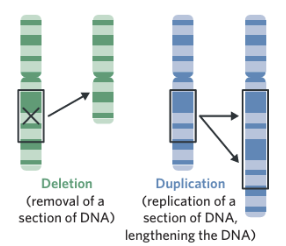 <p><span style="background-color: inherit; line-height: 20.7px; color: windowtext;">Involve changes to larger sections of DNA or an entire gene</span><span style="line-height: 20.7px; color: windowtext;"> </span></p><ul><li><p class="Paragraph SCXO30765253 BCX0" style="text-align: left;"><span style="background-color: inherit; line-height: 20.7px; color: windowtext;">These mutations usually occur during the process of meiosis</span></p></li></ul><p class="Paragraph SCXO30765253 BCX0" style="text-align: left;"></p><p class="Paragraph SCXO30765253 BCX0" style="text-align: left;">Different types include:</p><ul><li><p class="Paragraph SCXO30765253 BCX0" style="text-align: left;">Deletion</p></li><li><p class="Paragraph SCXO30765253 BCX0" style="text-align: left;">Duplication</p></li><li><p class="Paragraph SCXO30765253 BCX0" style="text-align: left;">Inversion</p></li><li><p class="Paragraph SCXO30765253 BCX0" style="text-align: left;">Translocation</p></li></ul><p></p>