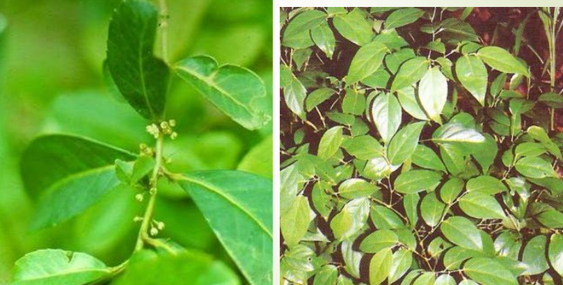 <p>What is this plant? <strong><em><u>What part of the plant has the relevant compound we discussed? </u></em></strong>What is the compound?</p>