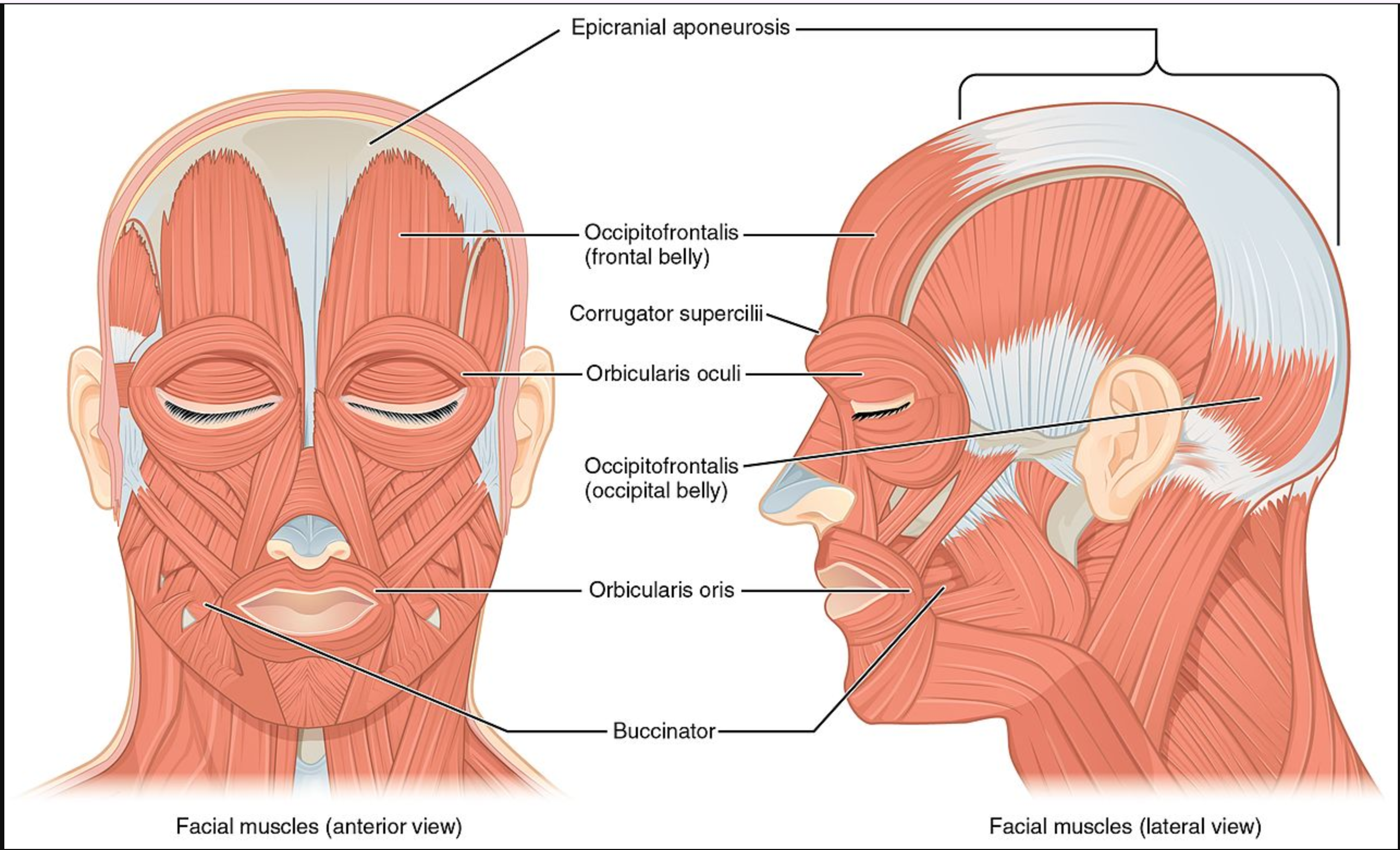 <p>orbicularis oris</p>