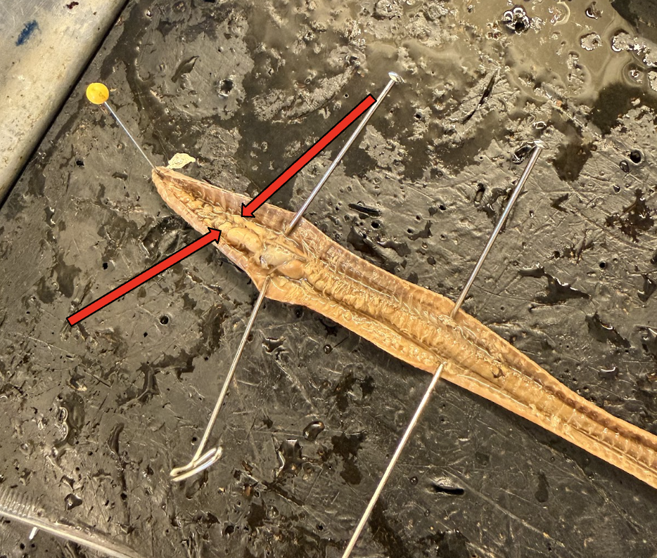 <p>What is this Structure? What is the Function?</p>