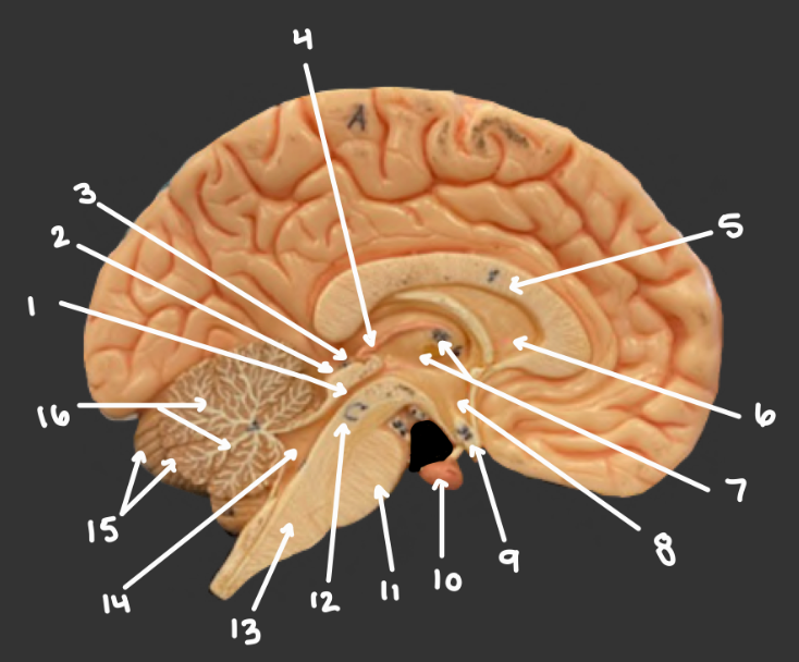 <p>#6: Name and function</p>