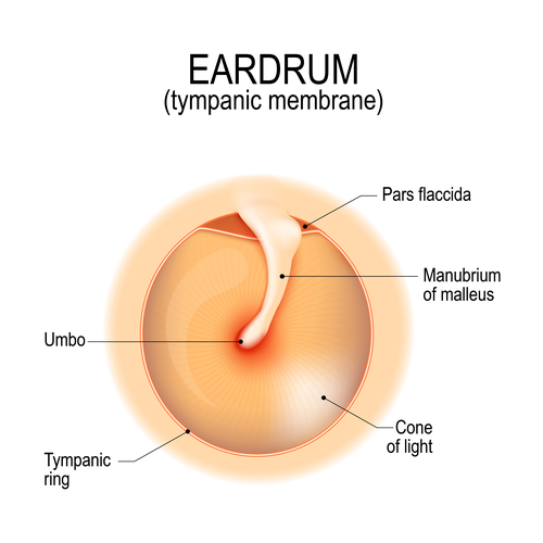 <p>outer ear, bordering middle ear</p><p></p><p>concave, and drumlike</p><p>includes par flaccida (flaccid), pars tensa (tense), and cone of light</p>