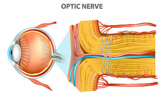 <p>corn cob structure at the back of the eye</p>