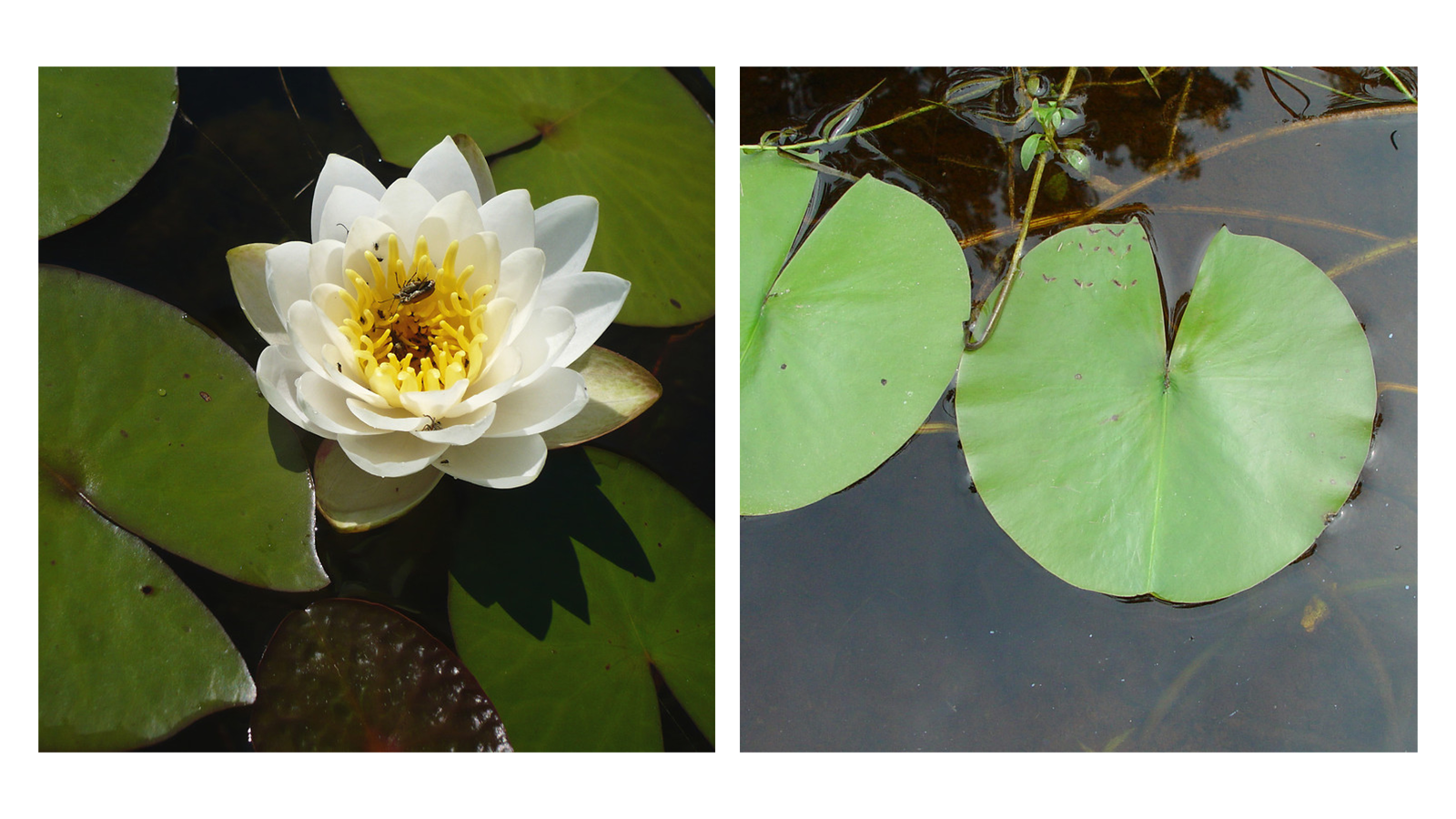 <p>Nymphaea spp.</p>