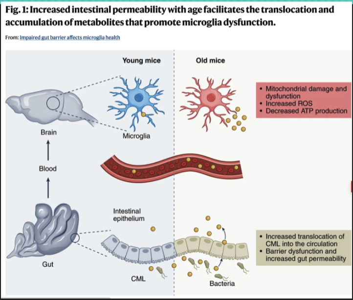 <ul><li><p>Critical involvement of CML in oxidative stress and Mitochondrial disfunction of microglia of old mice</p></li><li><p>Egress of CML from the gut (rather than oral CML) is Required for the harmful impact</p></li><li><p>The gut microbiome changes with age and plays a key role in leakage from the aged gut </p></li><li><p>Important role in microglia aging and presumably CNS aging</p></li></ul><p></p>