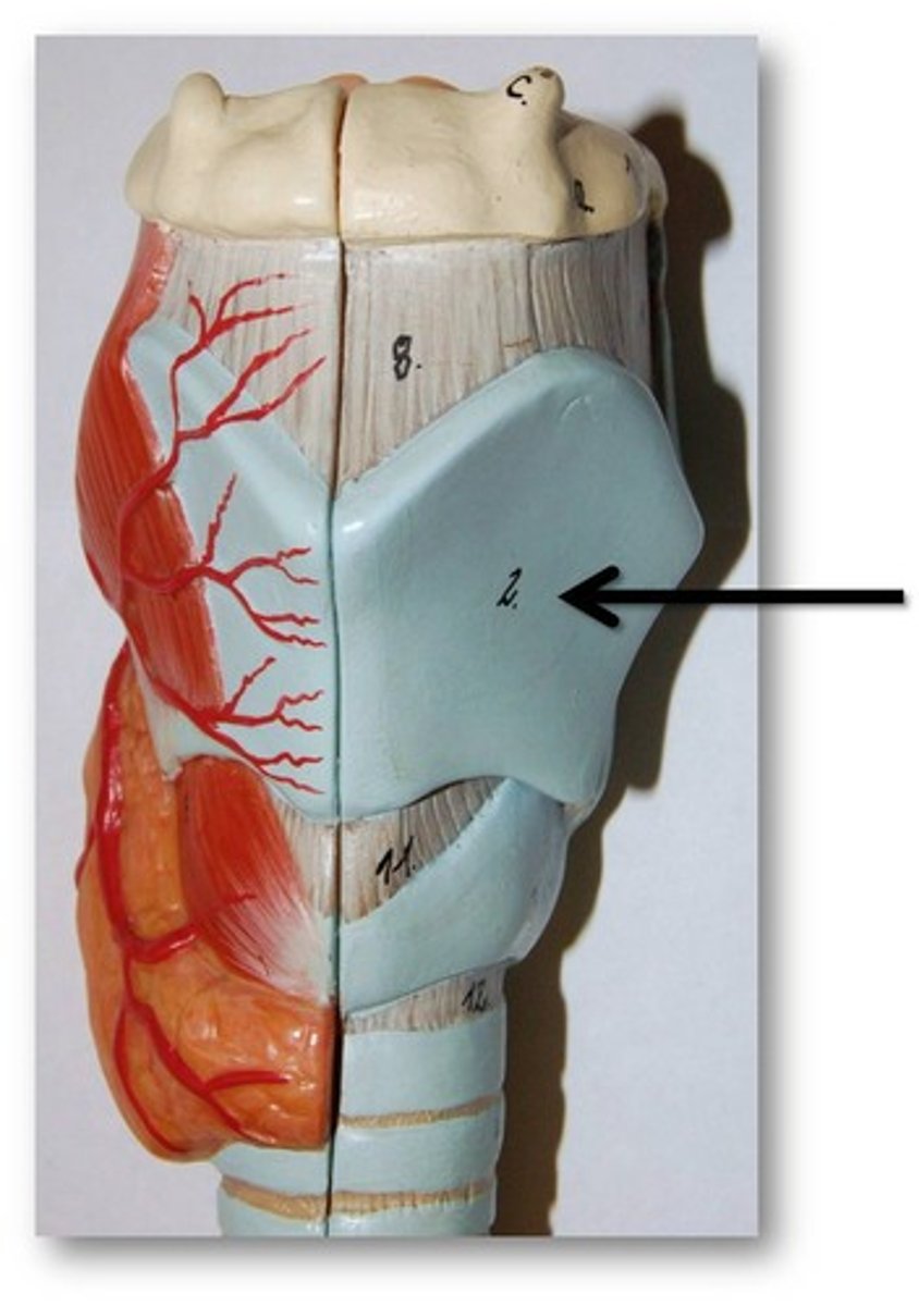 <p>anterior cartilage that covers the larynx</p>