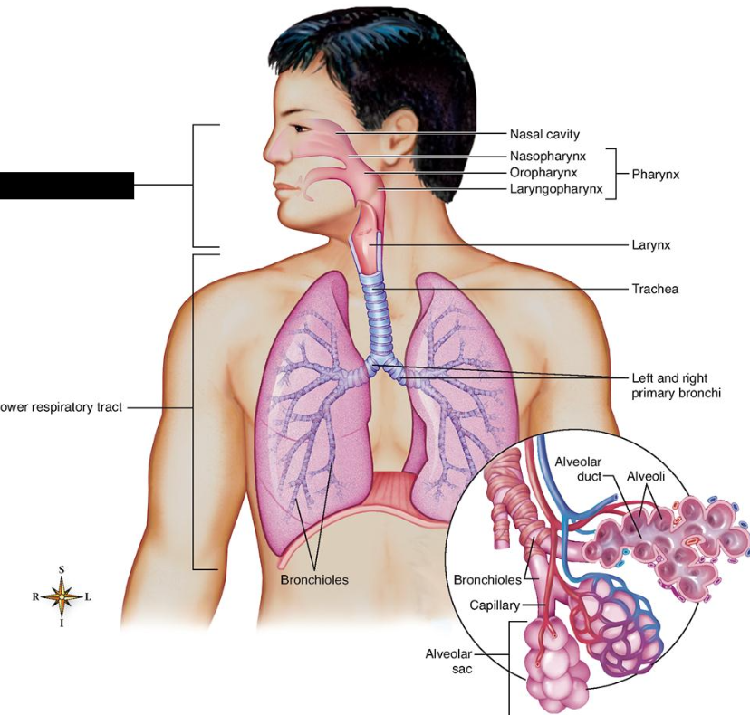 <p>The division of the respiratory system that <span style="background-color: transparent;">consists of the <strong>nose</strong> and <strong>nasal cavity</strong>, the <strong>sinuses, pharynx,</strong> and <strong>larynx</strong></span></p>