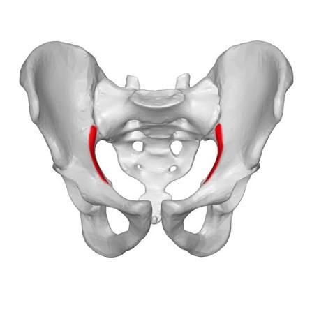 <p>ilium </p>