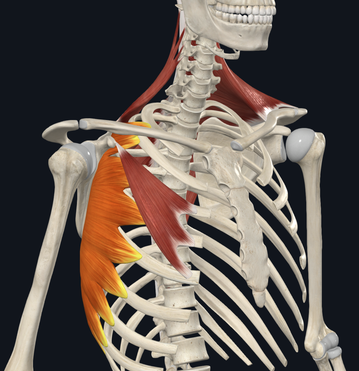 <p>muscle acting on scapula</p><ul><li><p>origin: </p><ul><li><p>ribs 1-8 </p></li></ul></li><li><p>insertion: </p><ul><li><p>medial border of scapula</p></li></ul></li><li><p>movement:</p><ul><li><p>protracts</p></li><li><p>keeps scapula against thoracic wall</p></li></ul></li></ul><p></p>