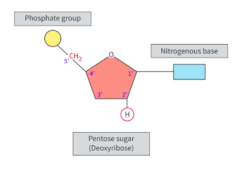 <ol><li><p>pentose sugar</p></li><li><p>nitrogenous base</p></li><li><p>a phosphate group</p></li></ol><p></p>