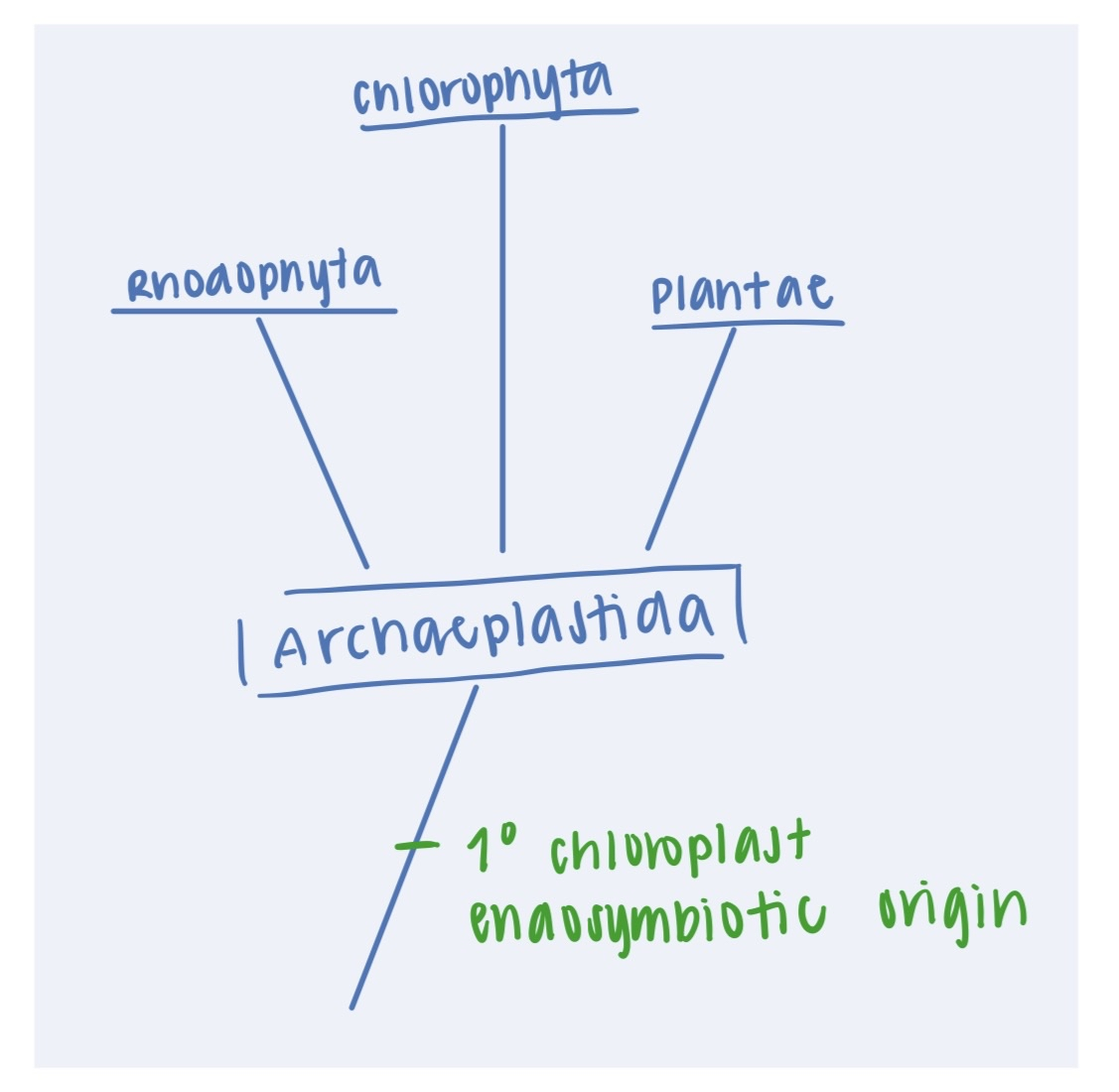 <p>Supergroup <strong>Archaeplastida</strong> (1: synapomorphies, characteristics, and clades) </p>