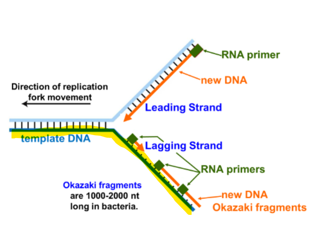 <p>What does DNA polymerase III require </p>