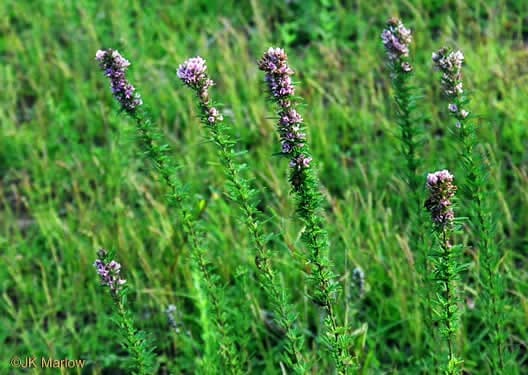 <p>Lespedeza virginica</p><p>Forb and Legume. Native. Alternate trifoliate leaves. Silvery gray hairs underneath. Pink/Purple flowers. Slender. Good cover, seeds food source. </p>