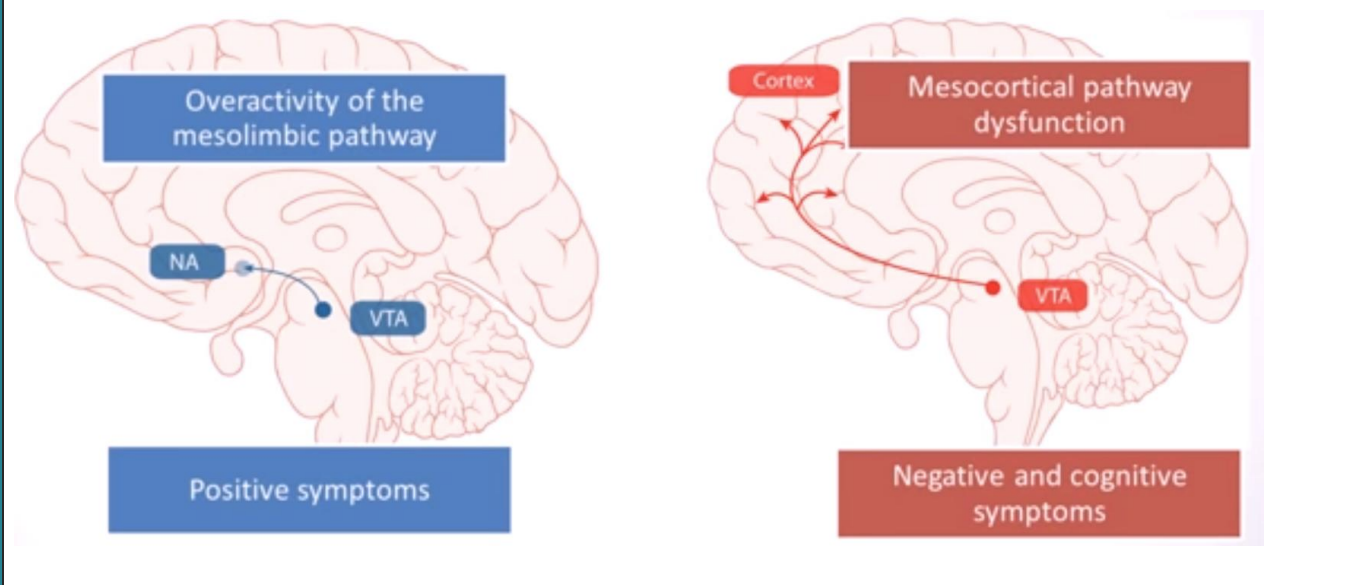 <ul><li><p><span style="color: blue;">Higher DA activity in mesolimbic</span></p></li><li><p><span style="color: red;">Lower DA activity in mesocortical</span></p></li></ul><div data-type="horizontalRule"><hr></div><ul><li><p></p></li></ul><p></p>