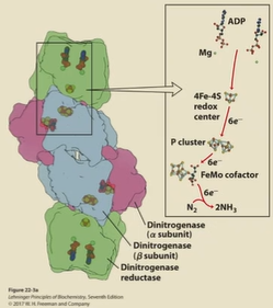 <p>heterodimer</p><ol><li><p>P-cluster (Fe-S center) to transfer e-</p></li><li><p>FeMO cofactor to transfer e-</p></li></ol><p>8 e- transferred from dinitrogenase reductase to dinitrogenase</p><p>each turn of the cycle requires 2 ATP</p>
