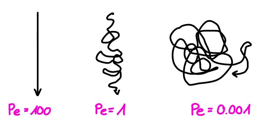 <p>• Die PÖclet-Zahl gibt an, ob die Diffusion bei Sedimentation dominiert oder umgekehrt </p><p>• Die Sedimentationszeitskala wird mit der Diffusionszeitskala verglichen. Ist die Diffusionszeitskala kürzer, so dominiert die Diffusion den Prozess. </p><p>• PÖclet-Zahl: P e = τ0/τs = Rvs/D </p><p>– τ0: Diffusion </p><p>– τs: Sedimentation </p><p>– R: Radius</p><p> • Wenn Pe grösser ist als 1 dominiert Sedimentation, wenn Pe kleiner als 1 dominiert die Diffusion</p><p> – Pe=100: Sedimentation dominiert</p><p> – Pe=1: Diffusion und Sedimentation gleichermassen: sinkt sehr langsam mit Schwankungen</p><p> – Pe=0.001: Diffusion dominiert, das Teilchen diffundiert, ohne herunter zu fallen.</p>