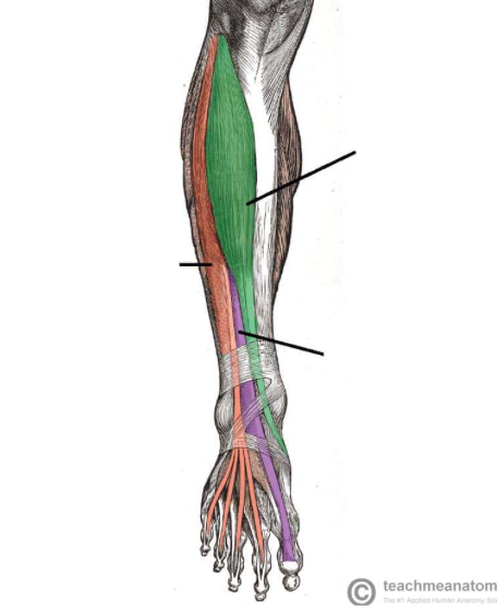 <p>Where is the extensor digitorum longus </p>