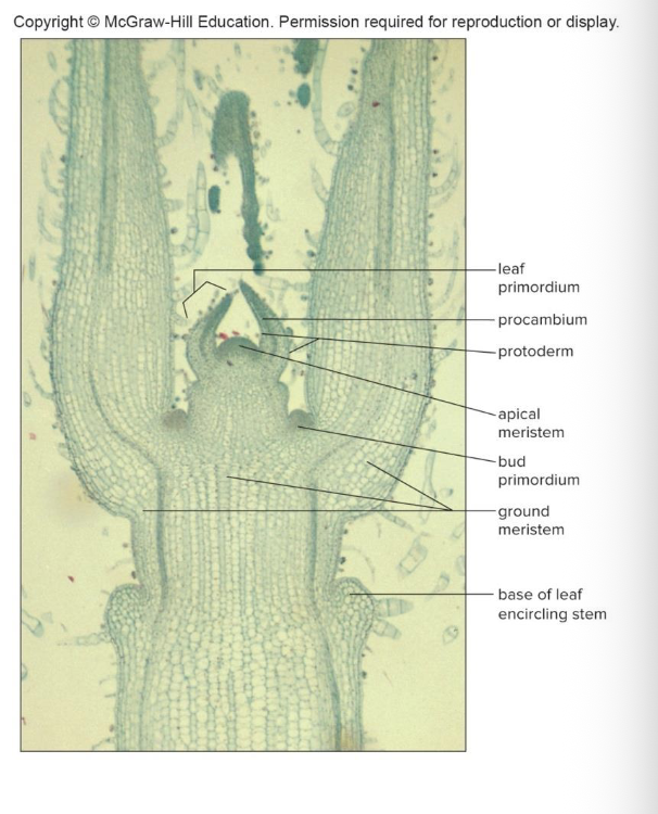 <p>Tiny embryonic leaves that develop into mature leaves</p>
