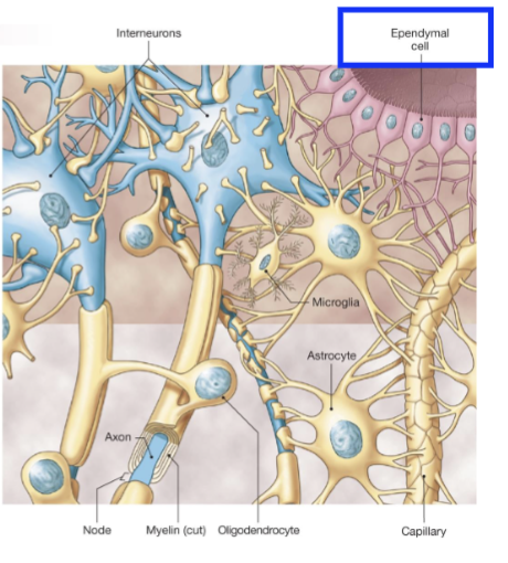 <p><span>Ependymal Cells (CNS)</span></p>
