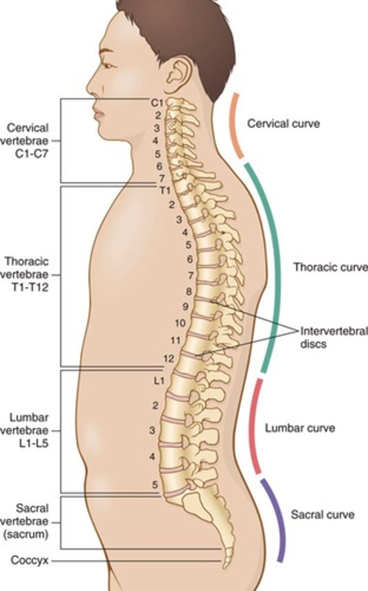 <p>206 bones.</p>