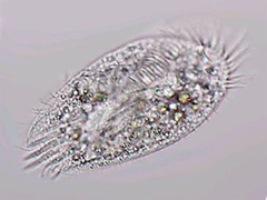 <p>Phylum?</p>