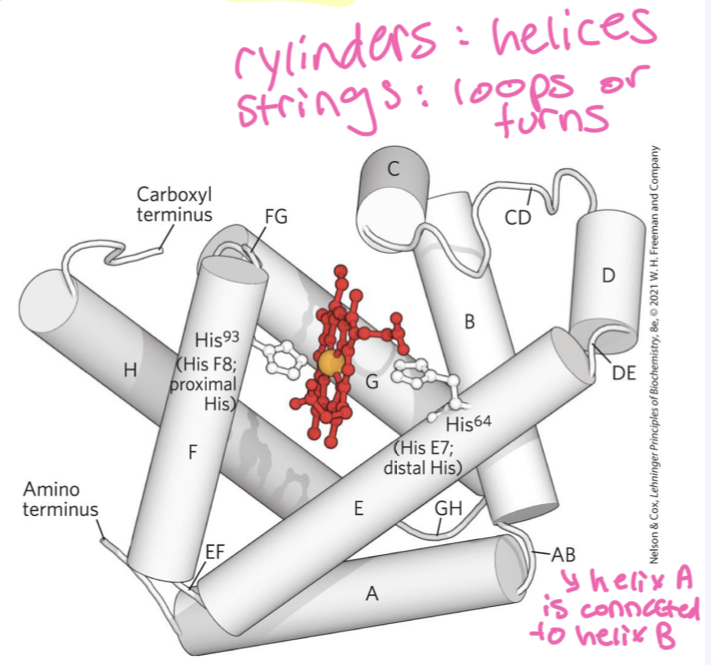 <p>helices connected by loops or turns</p>