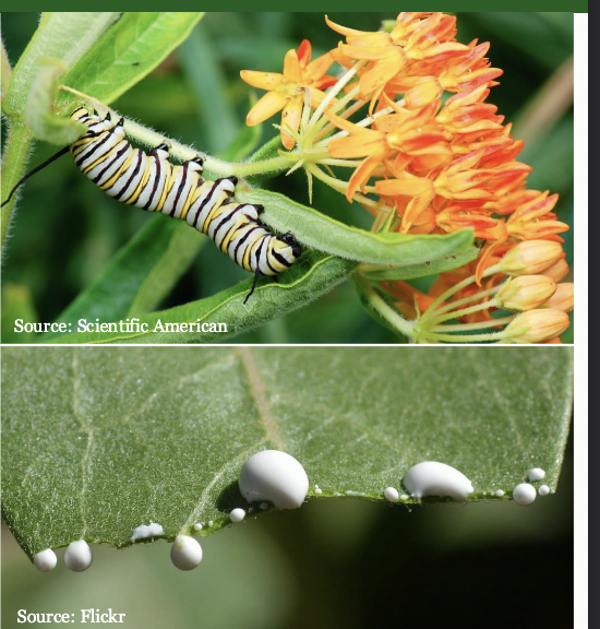 <p><span style="color: rgb(246, 246, 246);">Herbivore-Plant Co-evolution: Milkweed and Monarchs</span></p><p><span style="color: rgb(246, 246, 246);">Milkweed Defenses</span></p><ul><li><p><span style="color: rgb(246, 246, 246);">Produces toxic cardiac glycoside</span></p></li><li><p><span style="color: rgb(246, 246, 246);">Sticky latex sap</span></p></li><li><p><span style="color: rgb(246, 246, 246);">Tough leaves and hairs</span></p></li></ul><p></p><p>Monarch Counter-adaptations</p><ul><li><p>Physiological resistance to cardenolides</p></li><li><p>Sequester toxins in their tissues, making their own bodies toxic to predators !!</p></li><li><p>Vein cutting drains latex before feeding</p></li></ul><p></p><p>Co-evolution of extreme specialization:</p><ul><li><p>Monarch caterpillars feed almost EXCLUSIVELY on milkweed and rely on TOXINS to make them unpalatable to predators (trade-off?)</p></li></ul><p></p>