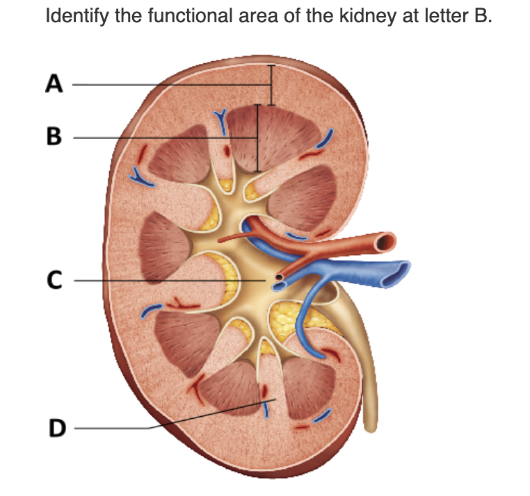 <table style="min-width: 25px;"><colgroup><col style="min-width: 25px;"></colgroup><tbody><tr><td colspan="1" rowspan="1" style="margin: 0px; padding: 0.3em; position: relative;"><p>renal pelvis &nbsp; &nbsp; &nbsp; &nbsp;</p></td></tr><tr><td colspan="1" rowspan="1" style="margin: 0px; padding: 0.3em; position: relative;"><p>renal column &nbsp; &nbsp; &nbsp; &nbsp;</p></td></tr><tr><td colspan="1" rowspan="1" style="margin: 0px; padding: 0.3em; position: relative;"><p>renal pyramid &nbsp; &nbsp; &nbsp; &nbsp;</p></td></tr><tr><td colspan="1" rowspan="1" style="margin: 0px; padding: 0.3em; position: relative;"><p>renal cortex &nbsp; &nbsp; &nbsp; &nbsp;</p></td></tr></tbody></table><p></p>