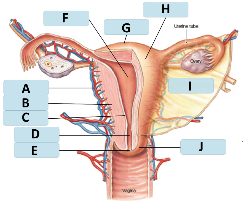 <p>I</p>