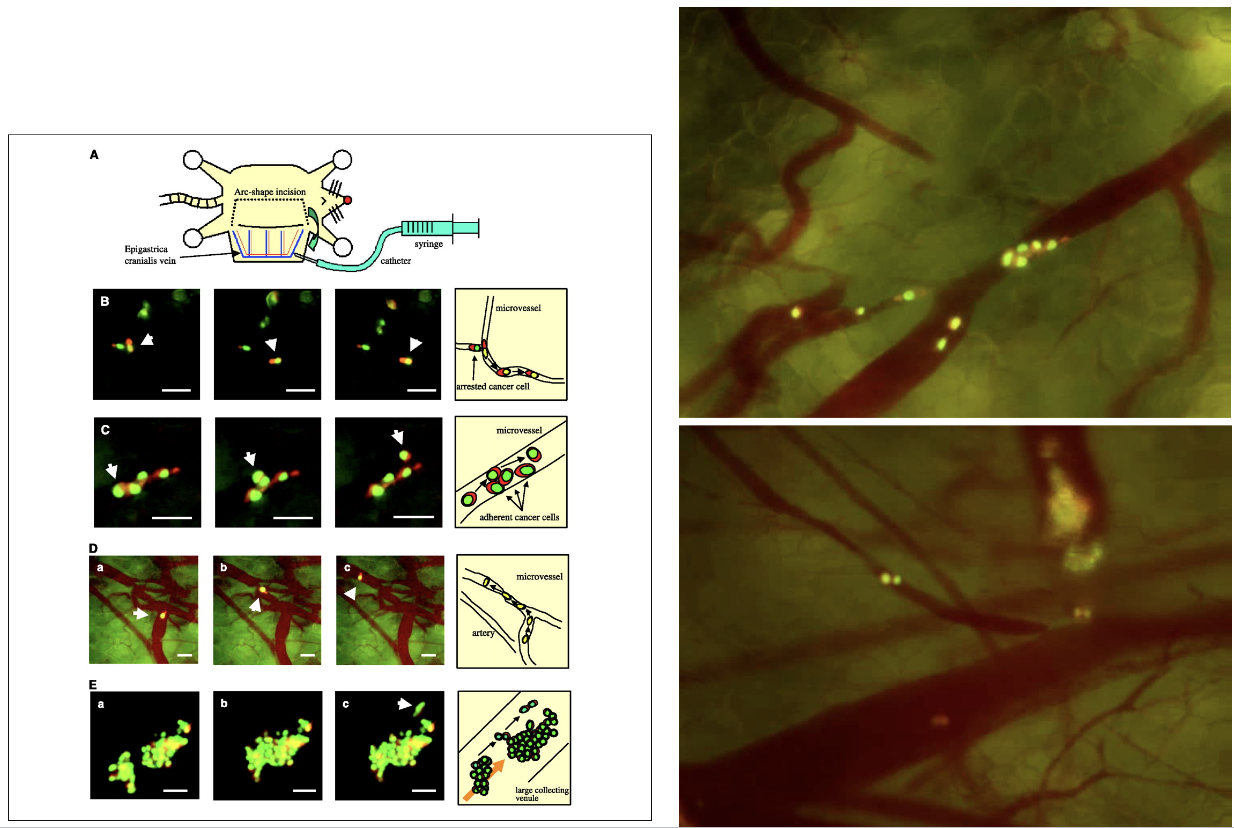 <p><span style="background-color: inherit; line-height: 22px; color: windowtext;">Cancer cells moving through bloodstream</span><span style="line-height: 22px; color: windowtext;"> </span></p><ul><li><p>HT1080 cancer cells – Nuclear green, Cytoplasmic red</p></li></ul><p></p>