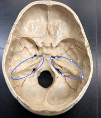 <p>Pointy (mountain) part of temporal bone</p>
